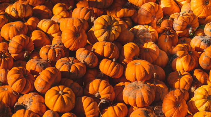Grow Your Own Pumpkin This Year