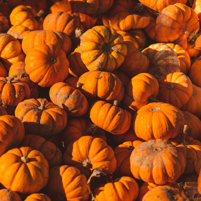 Grow Your Own Pumpkin This Year
