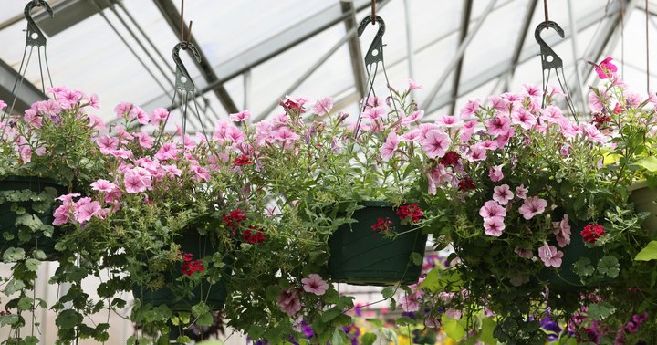 Creating Better Hanging Baskets
