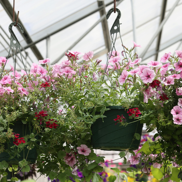 Creating Better Hanging Baskets