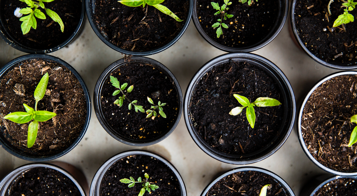 herb plants in pots 