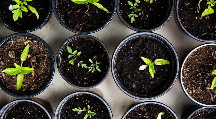 herb plants in pots 