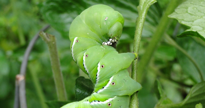 Potato Beetles, Squash Borers and Hornworms, Oh My!
