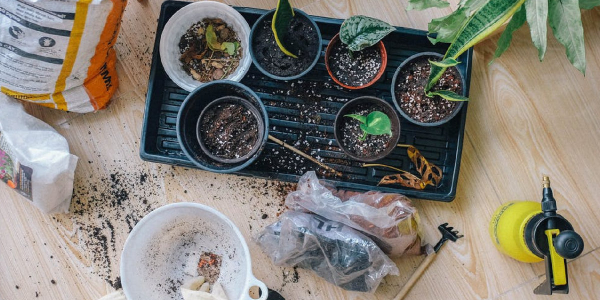 How To Use Simple Seed Inoculant To Start Healthy Seedings — Seeds 'n Such