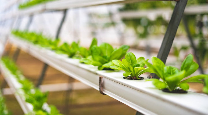 Hydroponic Seed Buying Guide (7 Vegetables For A Soilless Garden)