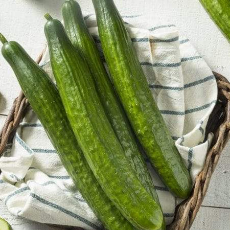 ‘English Sweet Long Slim’ Cucumber Is Must-Grow For 2019 Home Gardeners!