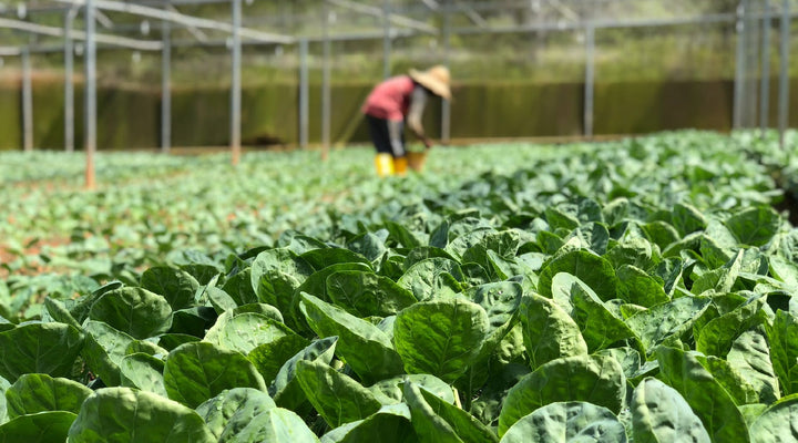 Incompatible Plants (6 Vegetables That Just Don’t Go Together)