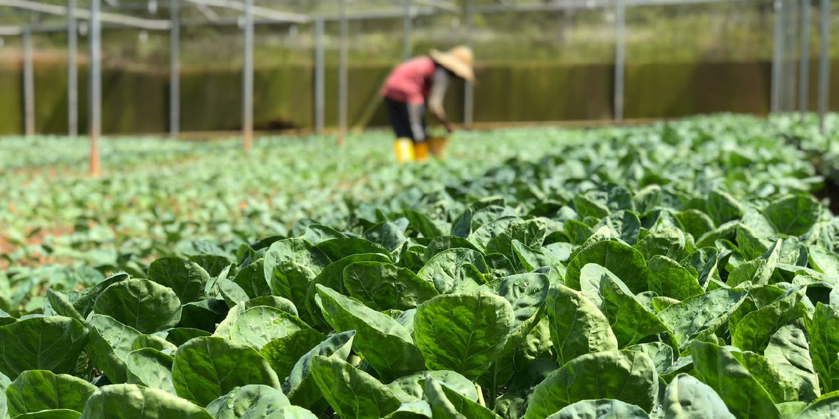 Plants (6 Vegetables That Just Don’t Go Together) — Seeds