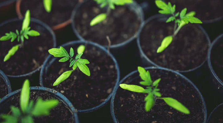 Direct Sow Or Start Seeds Indoors? The Difference Between Indoor And Outdoor Seeds