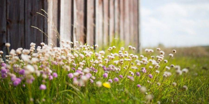Liberal Use of Cover Crops Key To Maintaining Soil Health