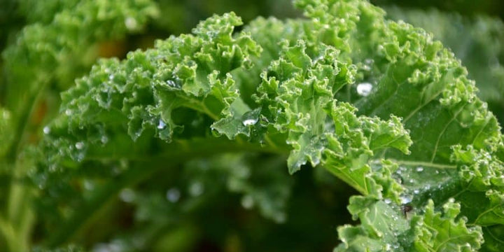 Early Nutritious Cole Crops—Begin Seeding Some Transplants Now!