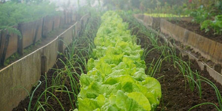 Grow Your Own Garden To Eat Less Water