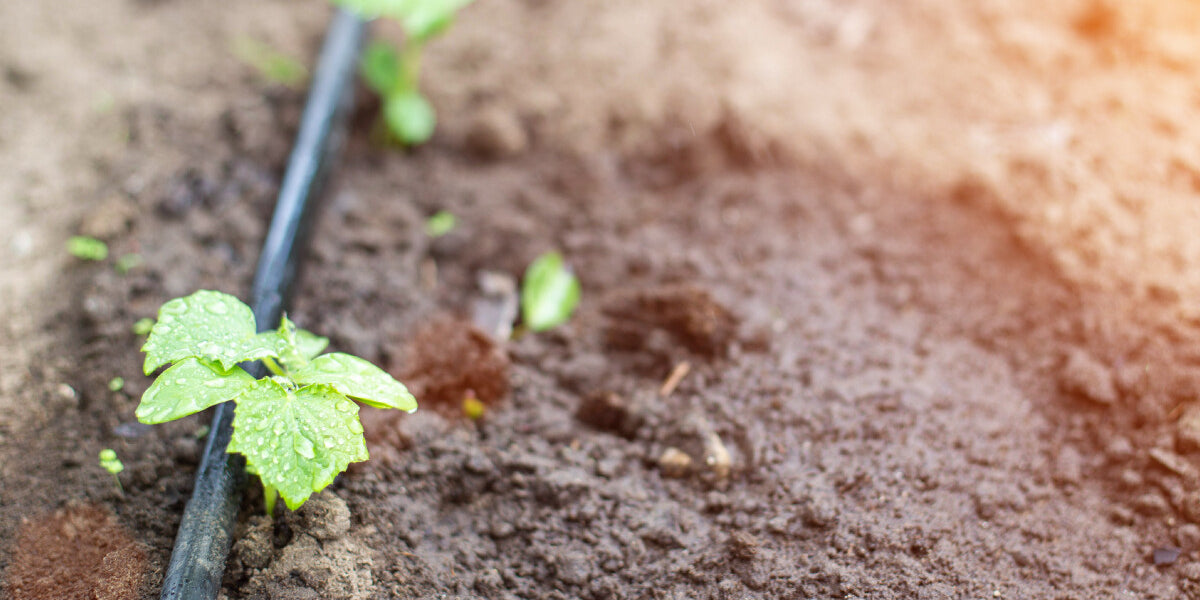 7 Reasons Drip Tape Is The Best Irrigation System For Your Vegetable G