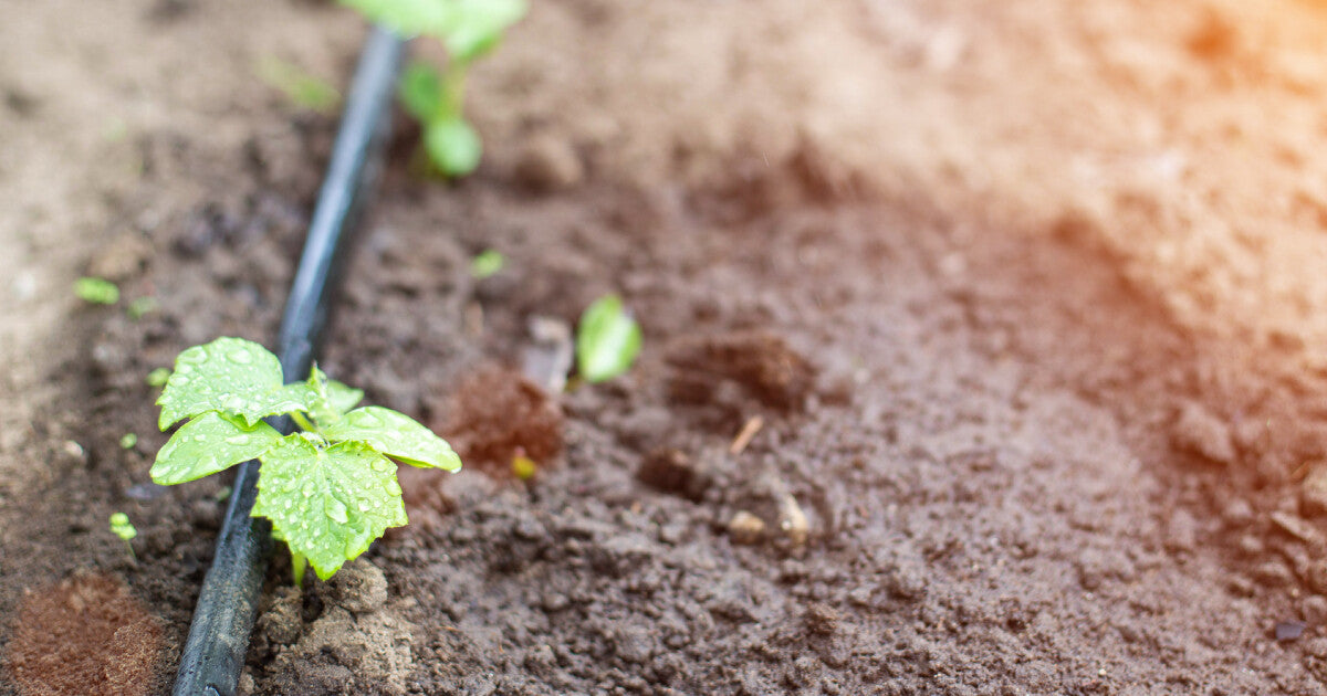 drip tape irrigation