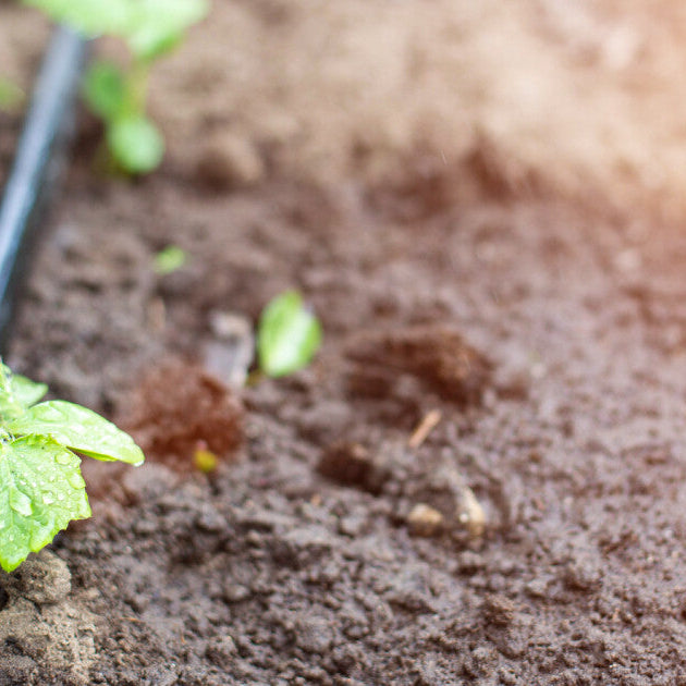 drip tape irrigation