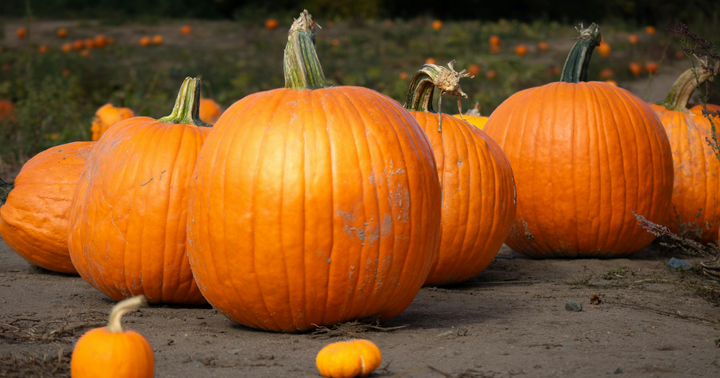 How To Grow A Truly Giant Pumpkin