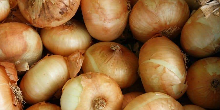 Onion Plants Start Shipping January 28th!
