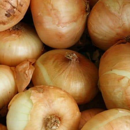 Onion Plants Start Shipping January 28th!