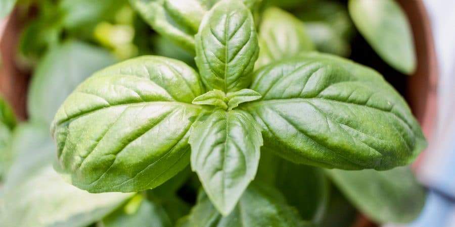 Growing and Cooking with Basil