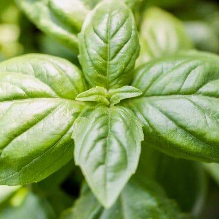 Growing and Cooking with Basil