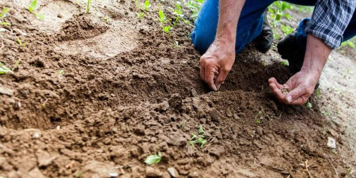 How To Choose Which Seed Types Are Best For You