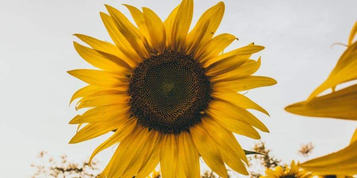 Flower Plantings Are Also Vital to the Vegetable Garden