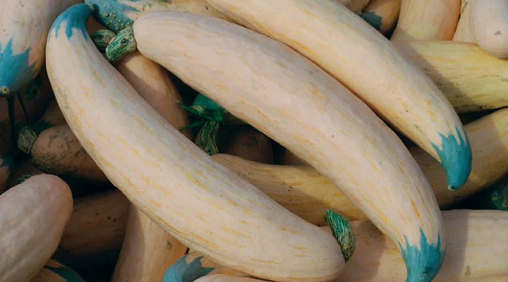 The Most Unusual Seeds At Seeds N Such