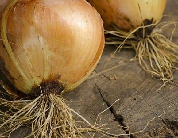 May 11th Last Day to Buy Onion Plants