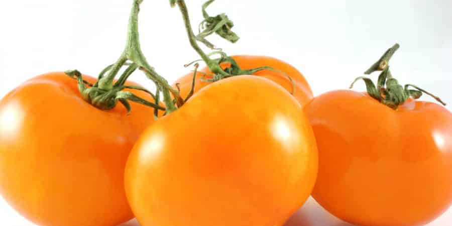 Orange Tomatoes Top Deep Reds In Recent Lycopene-Content Research