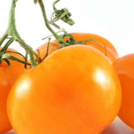 Orange Tomatoes Top Deep Reds In Recent Lycopene-Content Research