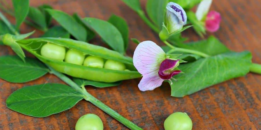 Spring is Here! Time to Sow Your Peas