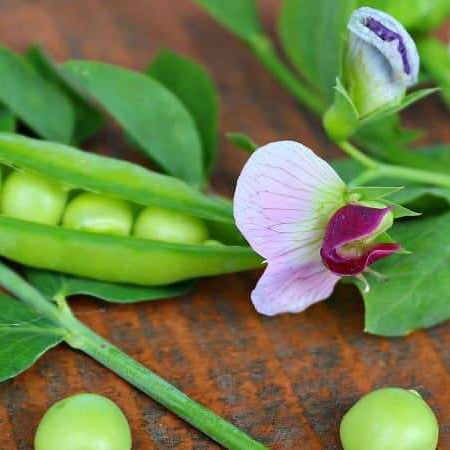 Spring is Here! Time to Sow Your Peas