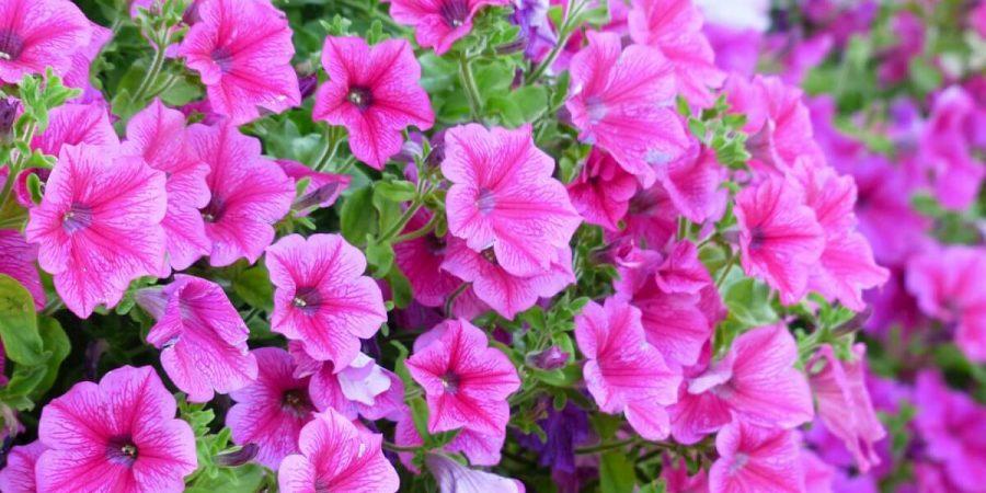 Why Flower Seeds Should Be Important To All Home Vegetable Gardeners