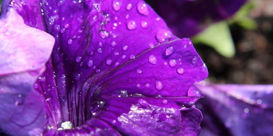 Today, Grower-Quality Flower Seeds Almost Impossible To Find