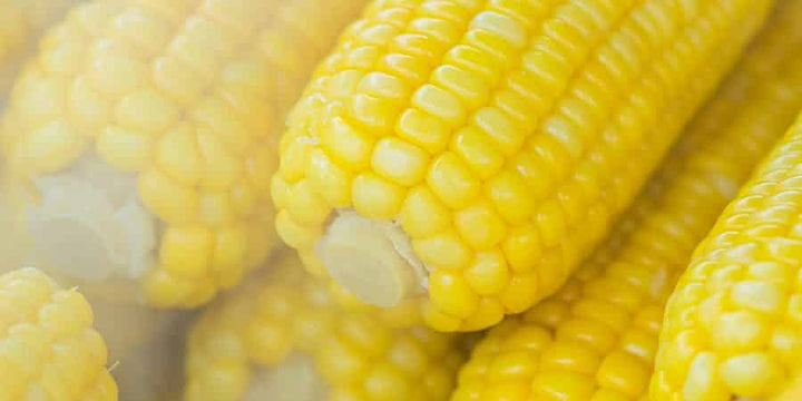 Mirai® Hybrid Sweet Corn, Goliath Giant Early Bush Tomato Top 2018 Offerings