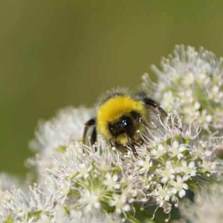 As Bees Vanish, Critics Build a Case Against Neonics