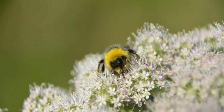 As Bees Vanish, Critics Build a Case Against Neonics