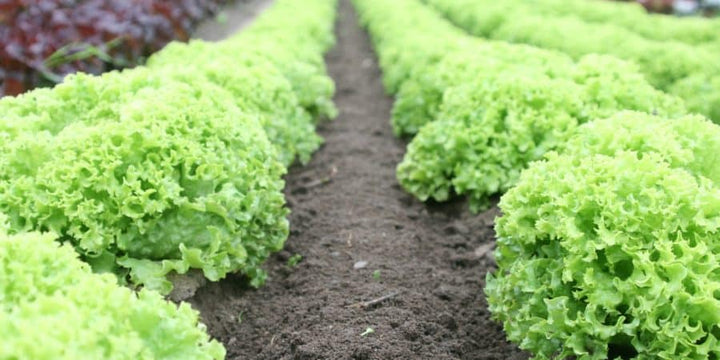 Grow Your Own Food With Seeds From Our Big New 88-Page Catalog!