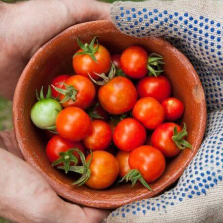 A History of the Ever-Popular Tomato