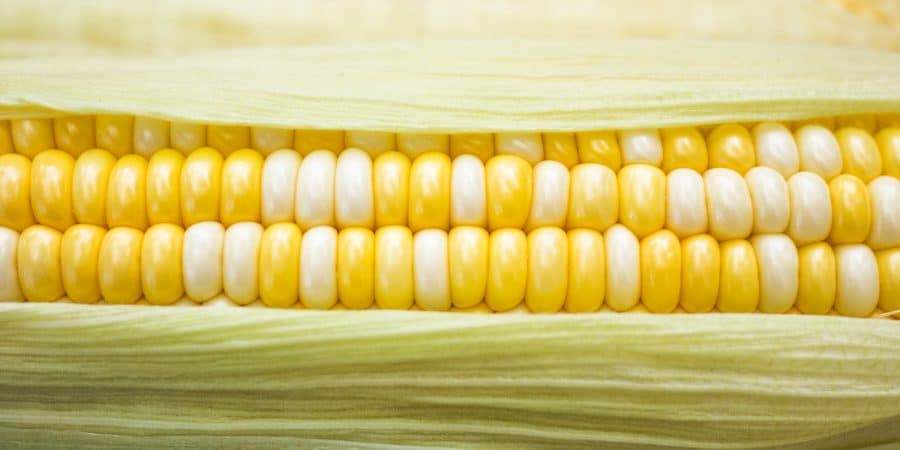 Sustainable Farmer Joel Salatin Cites Study Of Chemical Use On Sweet Corn