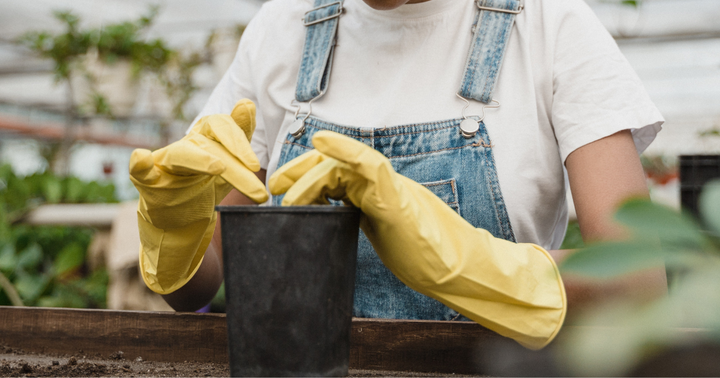 How to Identify and Treat Powdery Mildew