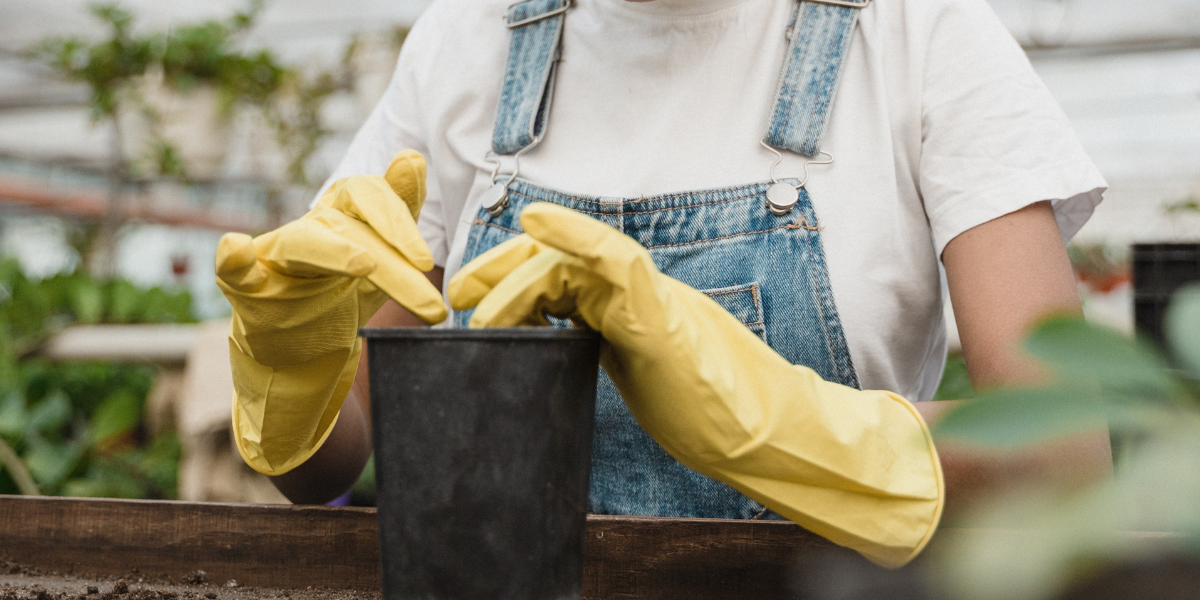 How to Identify and Treat Powdery Mildew — Seeds 'n Such