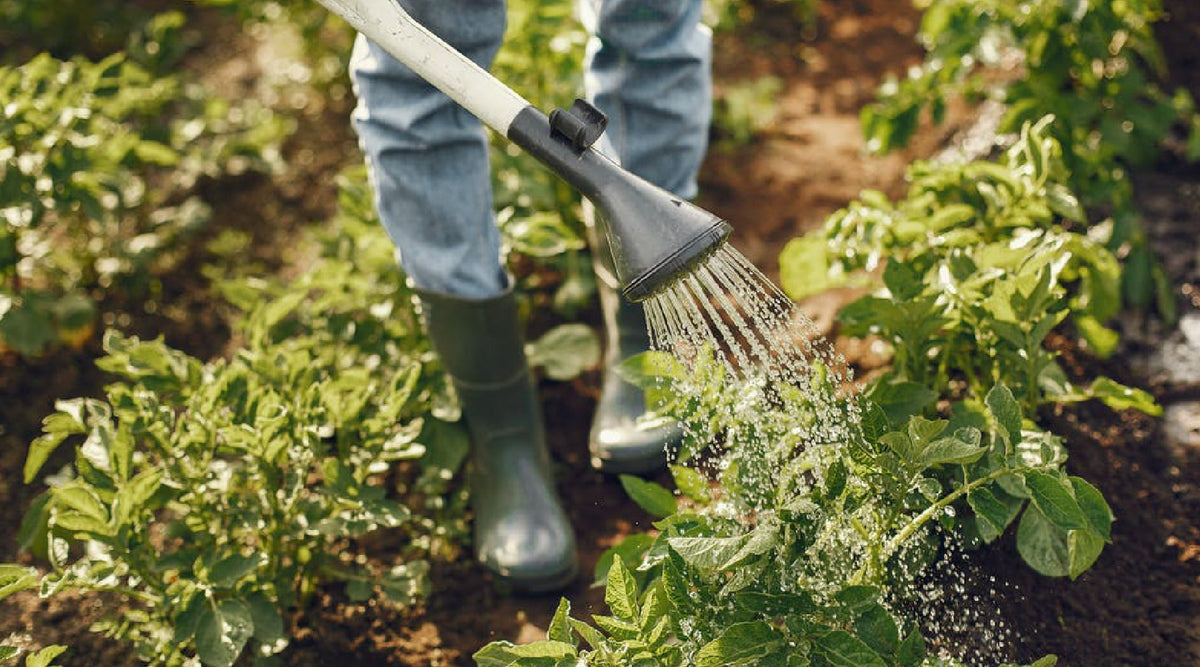 How To Find Your Hardiness Zone And Why It’s Important To Your Garden’s Success