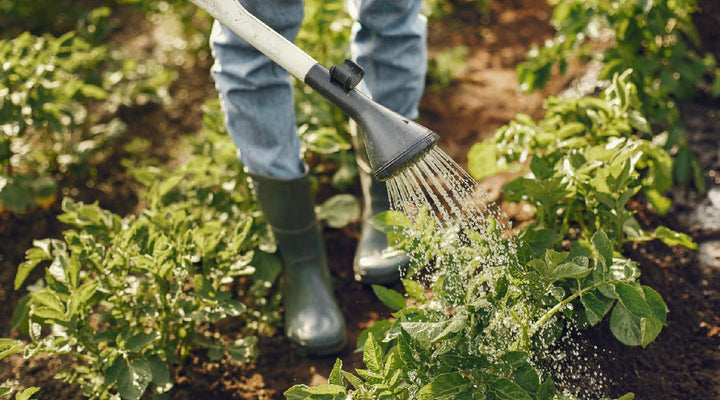 How To Find Your Hardiness Zone And Why It’s Important To Your Garden’s Success