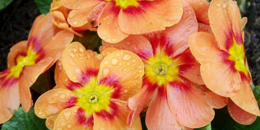 Hafferty’s Planting List Of Recommended Edible Flowers