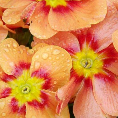 Hafferty’s Planting List Of Recommended Edible Flowers