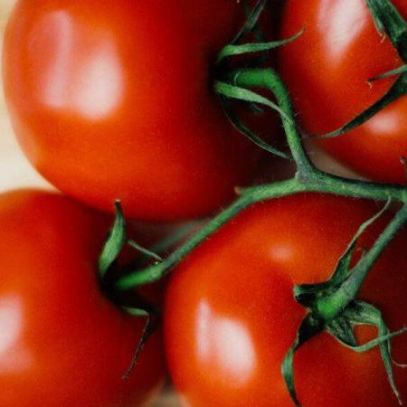 Goliath Tomato Series Returns To Seeds ‘n Such Catalog