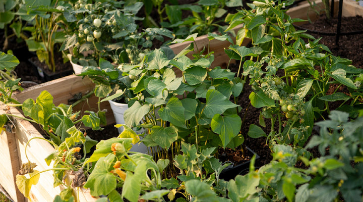 Three Garden Plans To Feed Individuals, Couples, And Families (Plus Recommended Varieties)