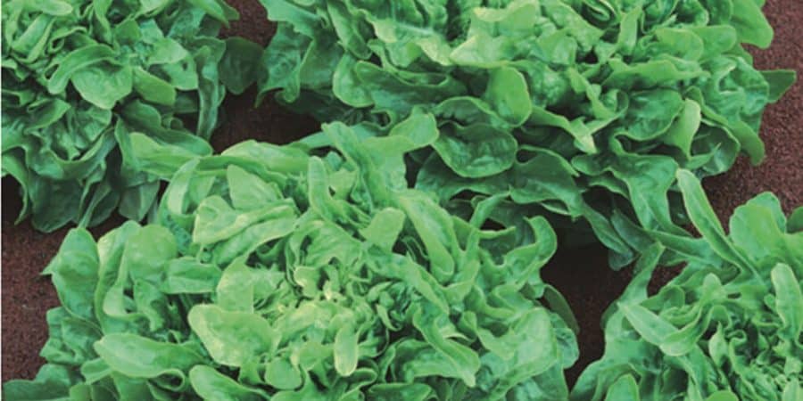Nutritious Salads—From Wild Greens To Iceberg Lettuce