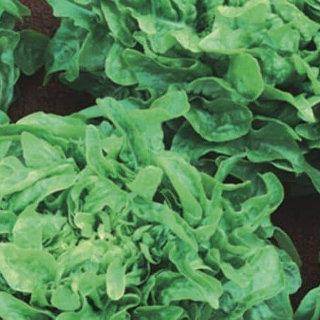 Nutritious Salads—From Wild Greens To Iceberg Lettuce